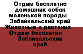 Отдам бесплатно домашних собак маленькой породы - Забайкальский край Животные и растения » Отдам бесплатно   . Забайкальский край